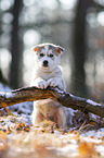 sitzender Siberian Husky Welpe