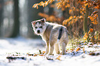 stehender Siberian Husky Welpe