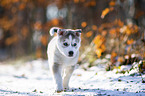laufender Siberian Husky Welpe