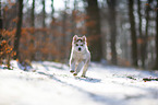 rennender Siberian Husky Welpe