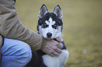 Siberian Husky Portrait