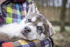 Siberian Husky Welpe