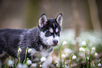 Siberian Husky Welpe