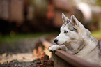 liegender Siberian Husky