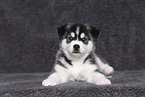 Siberian Husky Welpe