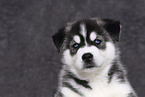 Siberian Husky Welpe