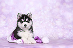 Siberian Husky Welpe