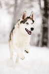 Siberian Husky im Winter