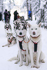 Siberian Huskys