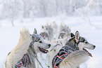 Siberian Huskys