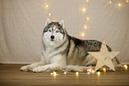 Siberian Husky in Weihnachtsdeko