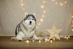 Siberian Husky in Weihnachtsdeko