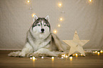 Siberian Husky in Weihnachtsdeko