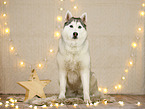 Siberian Husky in Weihnachtsdeko