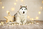 Siberian Husky in Weihnachtsdeko