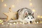 Siberian Husky in Weihnachtsdeko