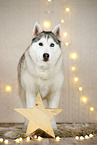 Siberian Husky in Weihnachtsdeko