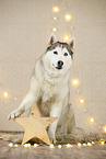 Siberian Husky in Weihnachtsdeko