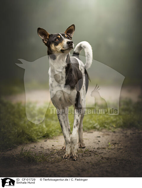 Sinhala Hund / Sinhala Hound / CF-01729