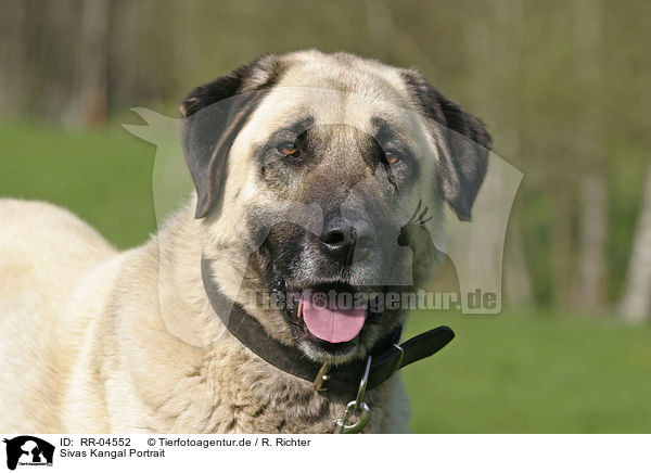 Sivas Kangal Portrait / Sivas Kangal Portrait / RR-04552