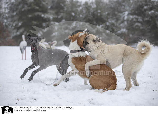 Hunde spielen im Schnee / JM-18874