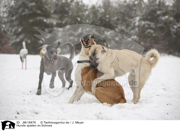 Hunde spielen im Schnee / JM-18876