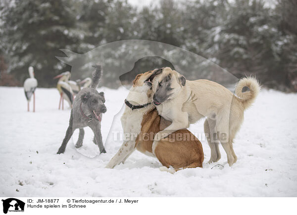 Hunde spielen im Schnee / JM-18877