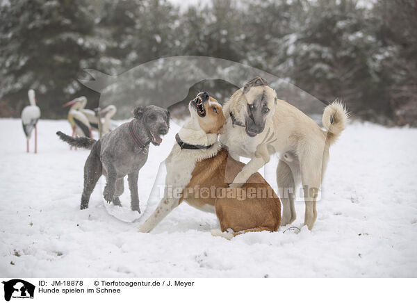 Hunde spielen im Schnee / JM-18878