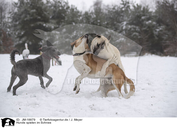 Hunde spielen im Schnee / JM-18879