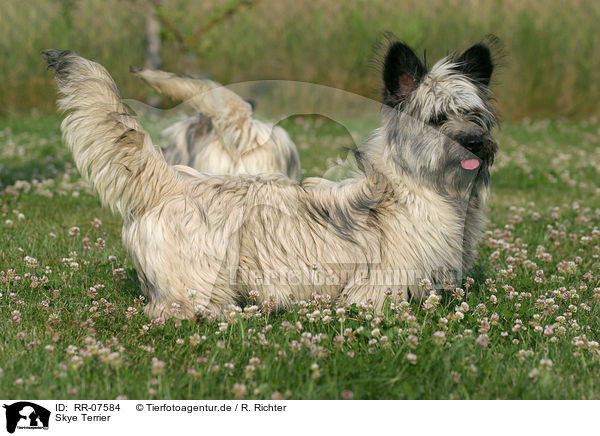 Skye Terrier / Skye Terrier / RR-07584