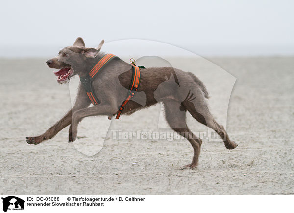 rennender Slowakischer Rauhbart / running Slovakian wire-haired pointing dog / DG-05068