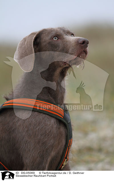 Slowakischer Rauhbart Portrait / Slovakian wire-haired pointing dog portrait / DG-05069