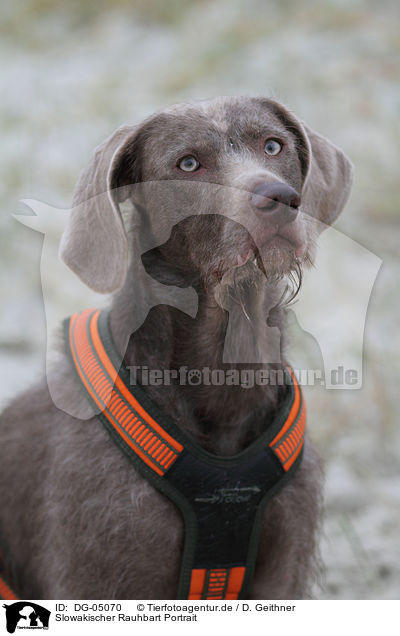 Slowakischer Rauhbart Portrait / Slovakian wire-haired pointing dog portrait / DG-05070