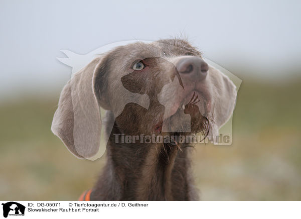 Slowakischer Rauhbart Portrait / Slovakian wire-haired pointing dog portrait / DG-05071