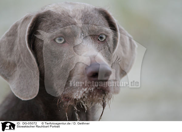Slowakischer Rauhbart Portrait / Slovakian wire-haired pointing dog portrait / DG-05072