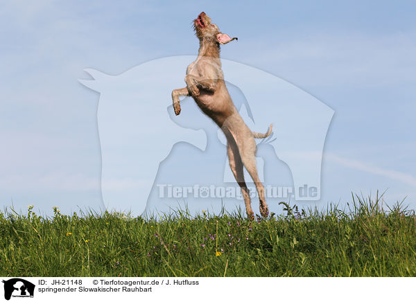 springender Slowakischer Rauhbart / jumping Slovakian Wire-haired Pointing Dog / JH-21148