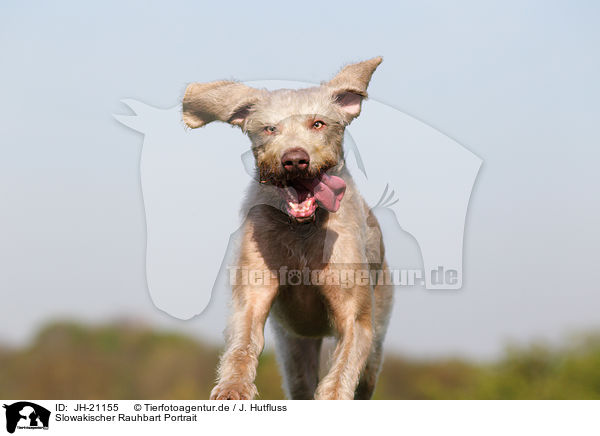 Slowakischer Rauhbart Portrait / Slovakian Wire-haired Pointing Dog Portrait / JH-21155