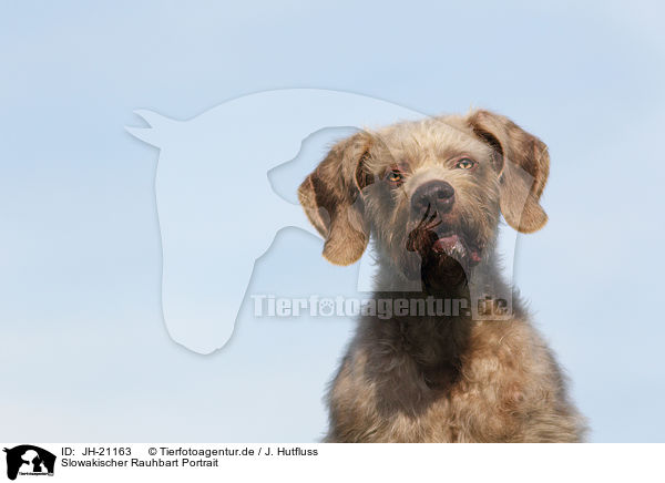 Slowakischer Rauhbart Portrait / Slovakian Wire-haired Pointing Dog Portrait / JH-21163