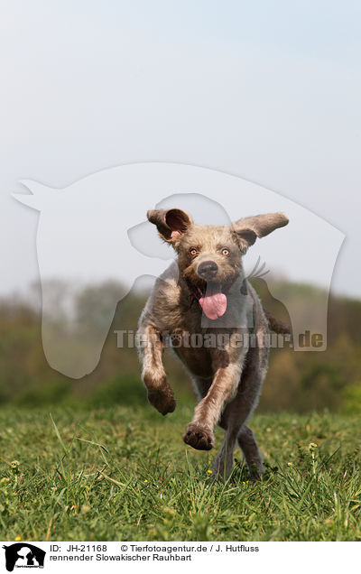 rennender Slowakischer Rauhbart / running Slovakian Wire-haired Pointing Dog / JH-21168