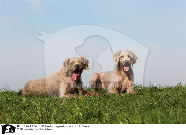 2 Slowakischer Rauhbart / 2 Slovakian Wire-haired Pointing Dogs / JH-21174