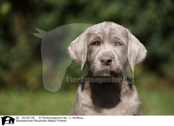 Slowakischer Rauhbart Welpe Portrait / Slovakian Wire-haired Pointing Dog puppy Portrait / JH-26139