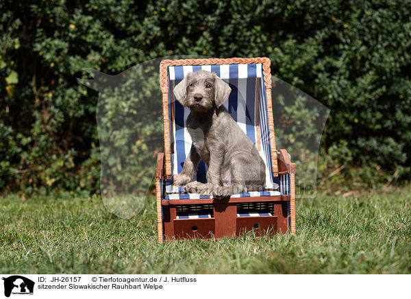 sitzender Slowakischer Rauhbart Welpe / sitting Slovakian Wire-haired Pointing Dog puppy / JH-26157