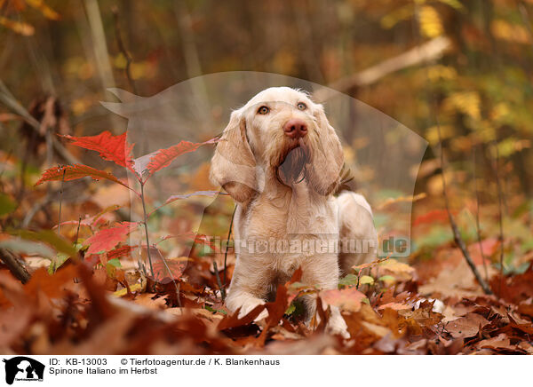 Spinone Italiano im Herbst / Spinone Italiano in autumn / KB-13003