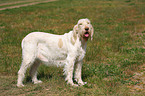 Spinone Italiano