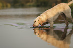 Spinone Italiano