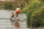 Spinone Italiano