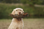 Spinone Italiano