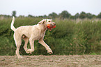 Spinone Italiano