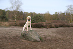 Spinone Italiano