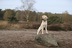 Spinone Italiano